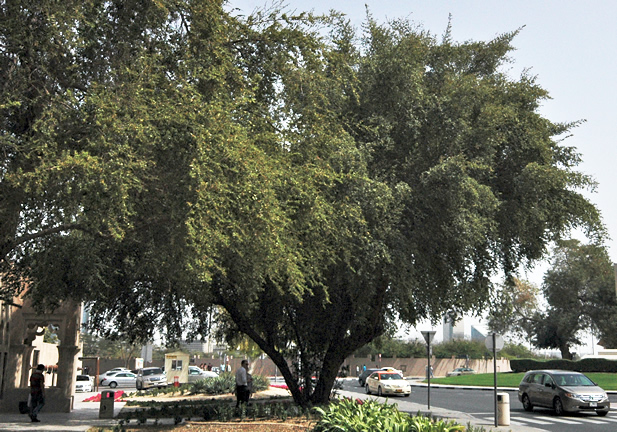 A mature tree in the old quarter of Dubai, United Arab Emirates.